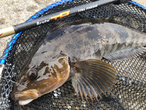 アイナメの釣果