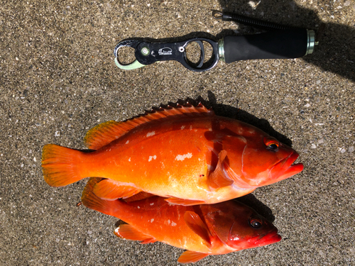 アカハタの釣果