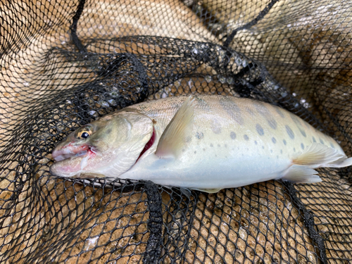 ヤマメの釣果