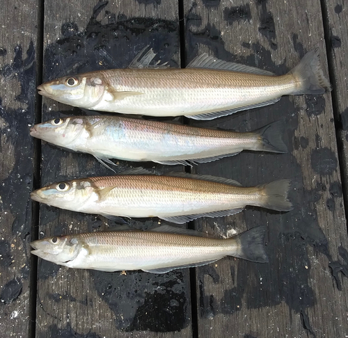 シロギスの釣果