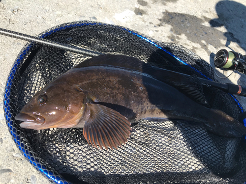 アイナメの釣果