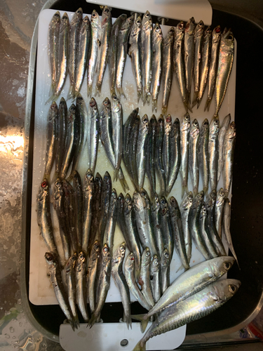 アジの釣果