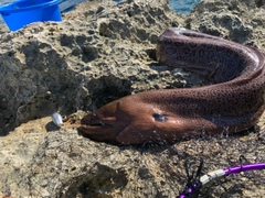 ドクウツボの釣果