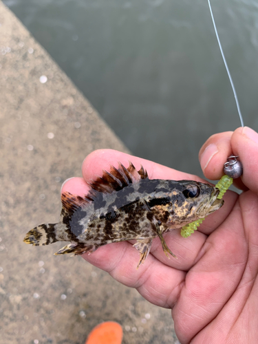 タケノコメバルの釣果