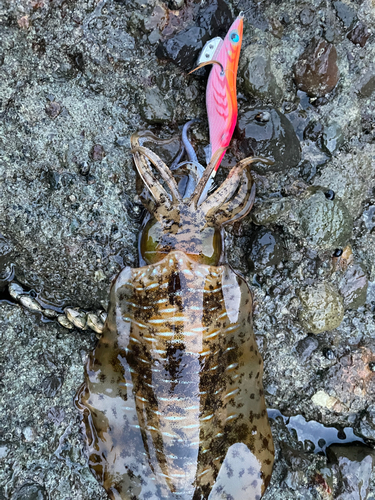 アオリイカの釣果