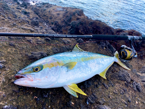 ヒラマサの釣果