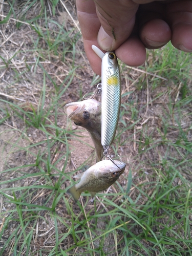 ブラックバスの釣果