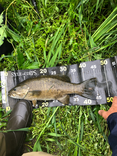 スモールマウスバスの釣果