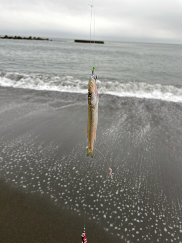 カマスの釣果