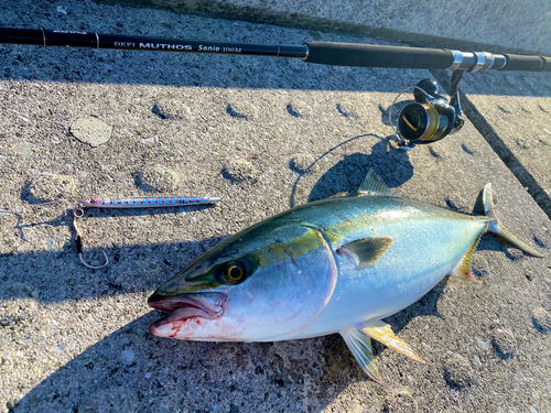 メジロの釣果