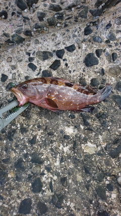 アコウの釣果