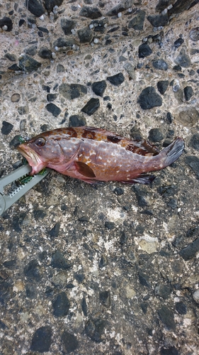 アコウの釣果