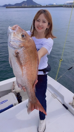 マダイの釣果