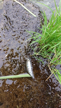 ヤマメの釣果