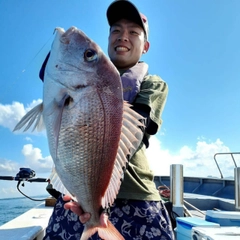 マダイの釣果