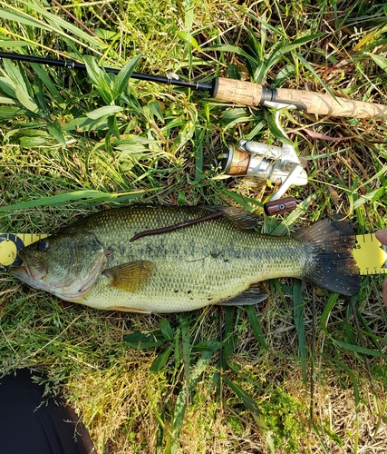 ブラックバスの釣果