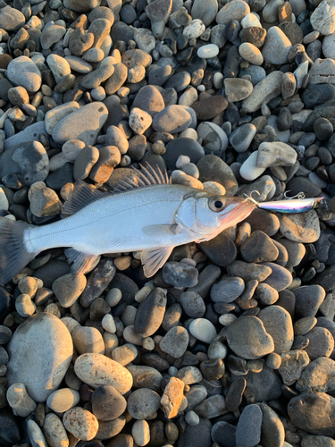 ヒラスズキの釣果