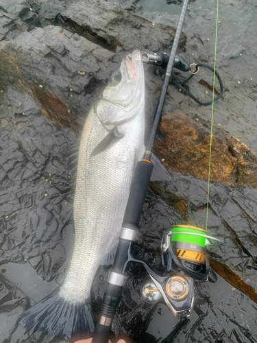 ヒラスズキの釣果