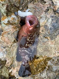 キジハタの釣果