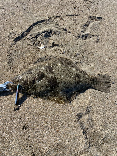 ヒラメの釣果