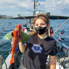 ホウボウの釣果