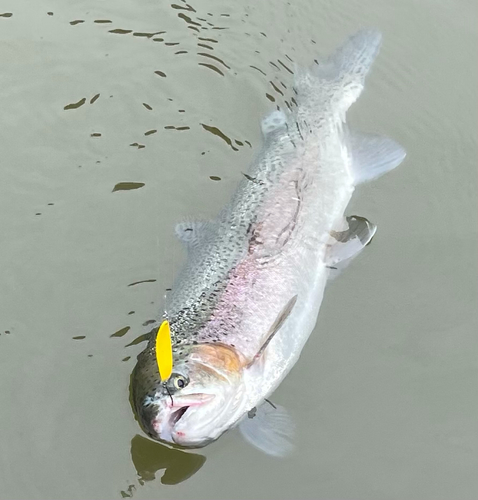 ニジマスの釣果