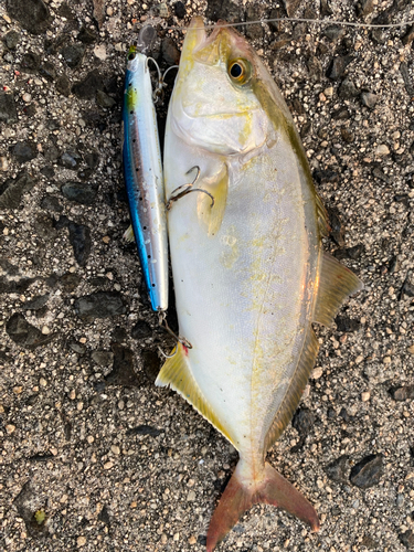 ショゴの釣果