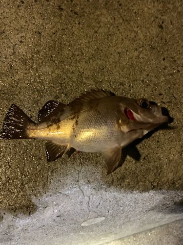 シロメバルの釣果