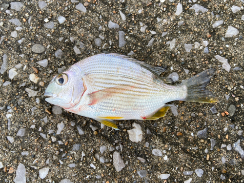 ヘダイの釣果