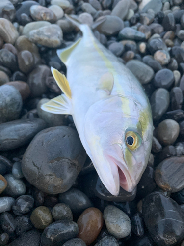 シオの釣果