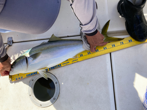 メジロの釣果