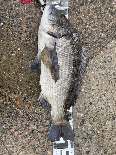 クロダイの釣果