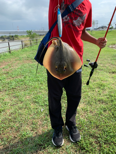 アカエイの釣果