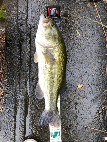 ラージマウスバスの釣果