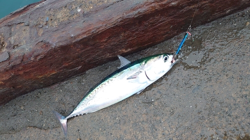 ソウダガツオの釣果