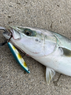 イナダの釣果