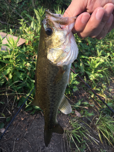 ラージマウスバスの釣果