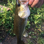 普通の釣果