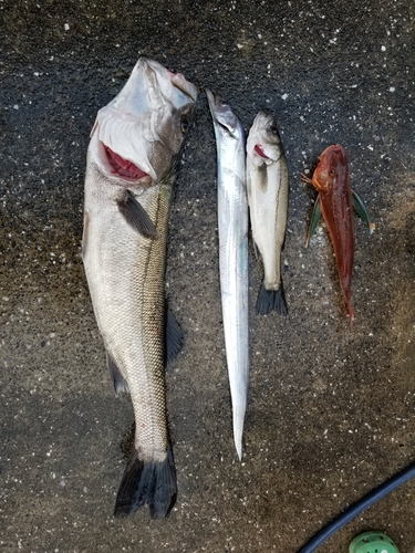 シーバスの釣果