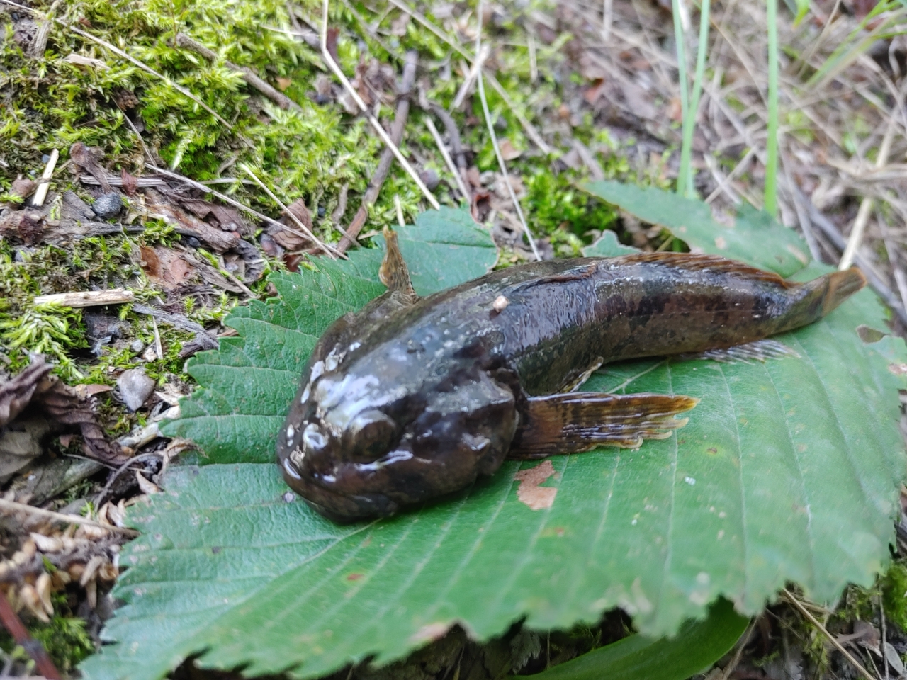 カラフトマス