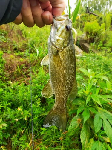 スモールマウスバスの釣果