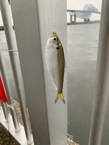 サッパの釣果