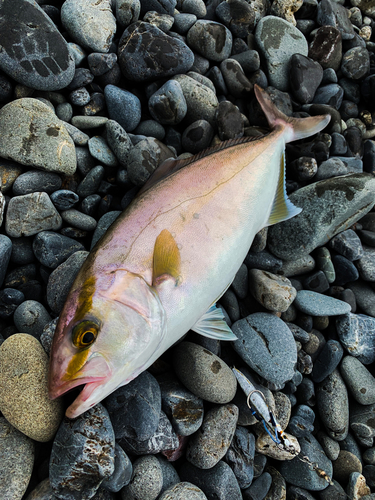 ショゴの釣果