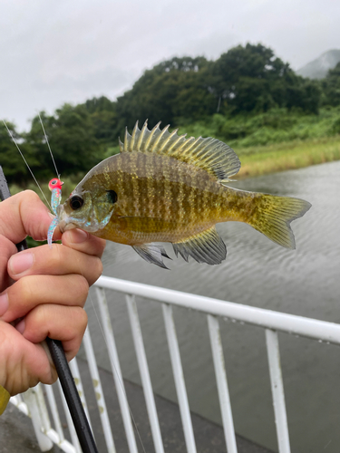 ブルーギルの釣果