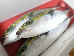 イナダの釣果