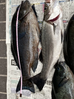 メジナの釣果