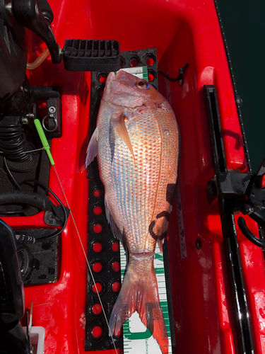 マダイの釣果