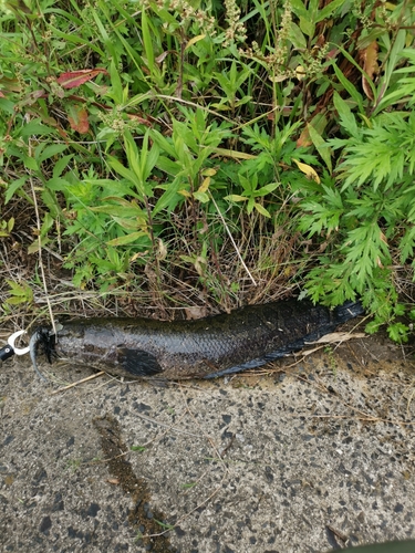 ライギョの釣果