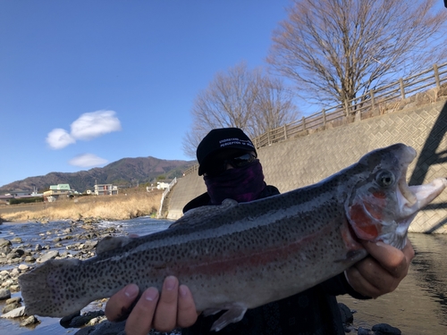 レインボートラウトの釣果