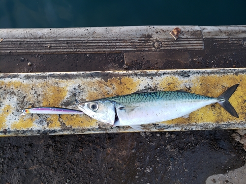 サバの釣果